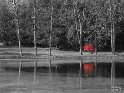Little Red Tree II