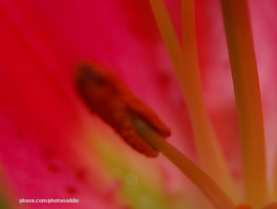 stamen close up