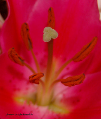 lily centre