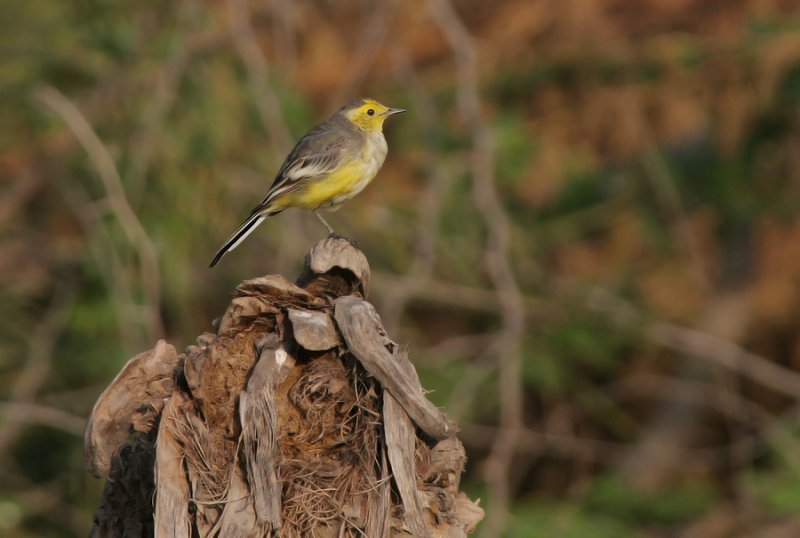 Citrine wagtail
