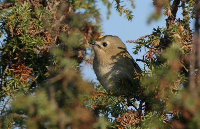 goldcrest (Regulus regulus)