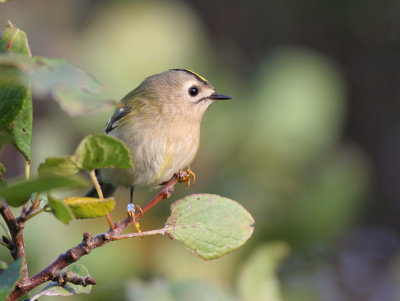 goldcrest (Regulus regulus)