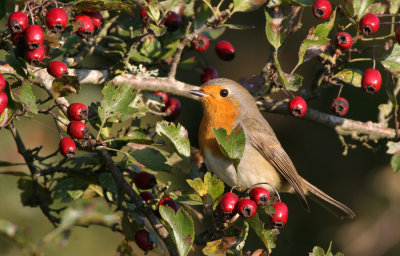 Robin (Erithacus rubecula)