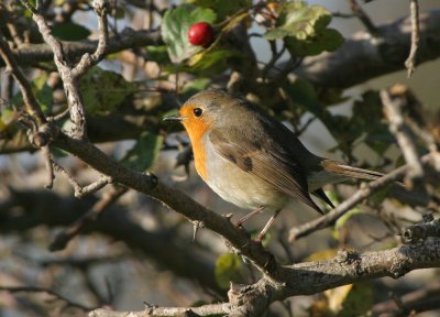 Robin (Erithacus rubecula)