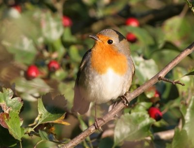 Robin (Erithacus rubecula)