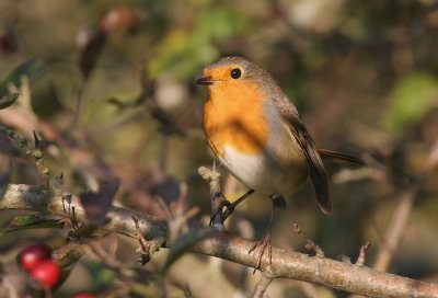 Robin (Erithacus rubecula)