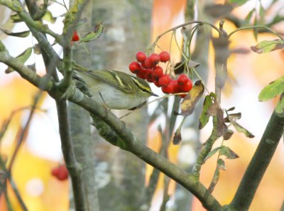 Pallass warbler (Phylloscopus proregulus)