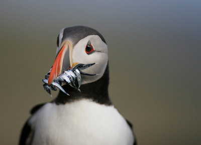 Puffin (Fratecula arctica)