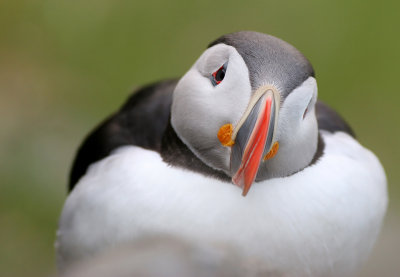 Puffin (Fratecula arctica)