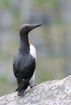Guillemot