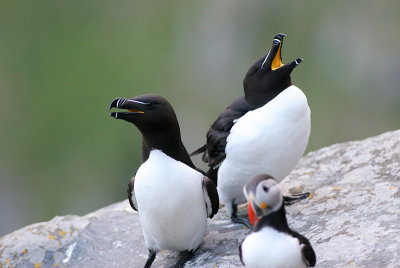 Razorbills