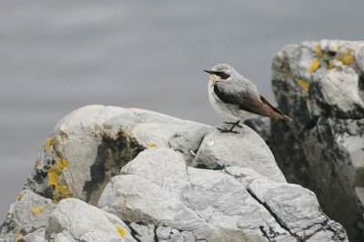 Northern Wheatear (Oenanthe oenanthe)