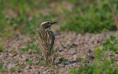 Whinchat (Saxicola rubertra)