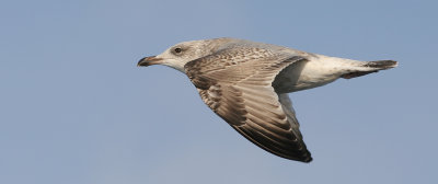 Herring gull (Larus argentatus)