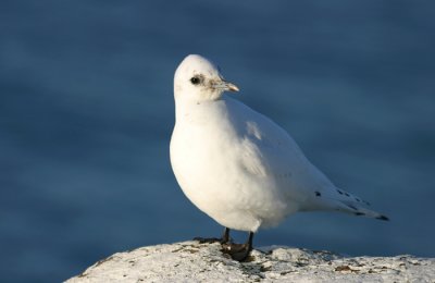 Ivory gull (Pagophila eburnea)