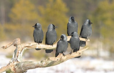 Jackdaws (Corvus monedula)