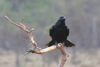 Raven (Corvus corax)