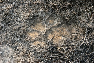 footprint of tiger