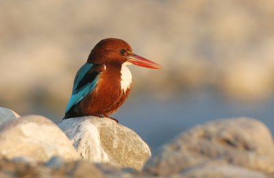 White throated kingfisher