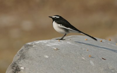 White browed wagtail