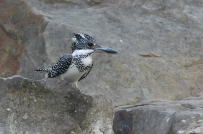 Crested kingfisher