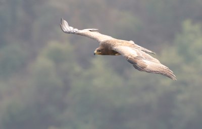 Steppe eagle (aquila nipalensis)