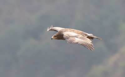 Steppe eagle (aquila nipalensis)