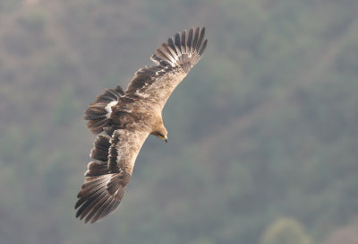 Steppe eagle (aquila nipalensis)