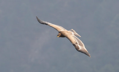 Steppe eagle (aquila nipalensis)