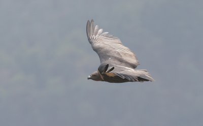 White rumped vulture