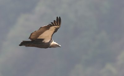 white rumped vulture