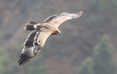 Steppe eagle (Aquila nipalensis)