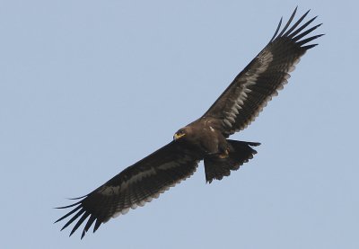 Steppe eagle (Aquila nipalensis)