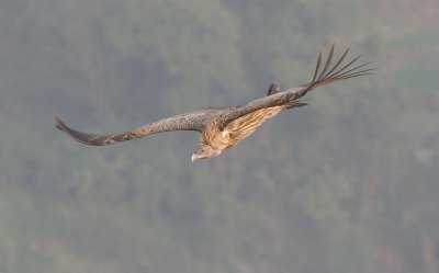 Himalayan griffon