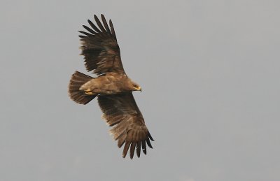 Steppe eagle (aquila nipalensis)