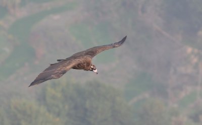 Cineorous vulture