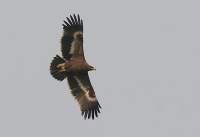 Steppe eagle (aquila nipalensis)