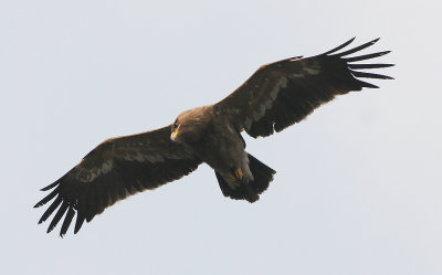 Steppe eagle (aquila nipalensis)