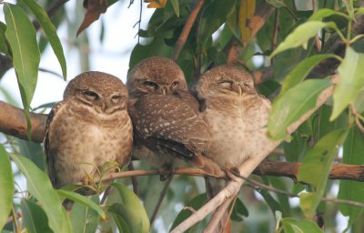 Spotted owlet