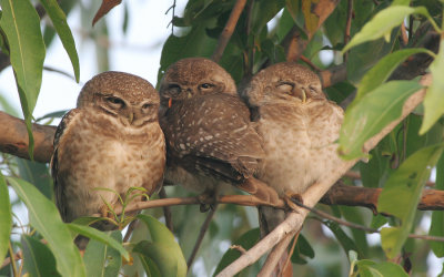 Spotted owlet