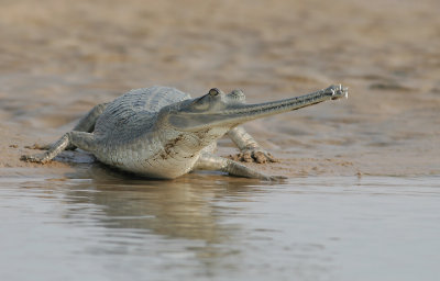 Chambal wildlife sanctuary