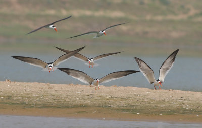 Indian skimmer