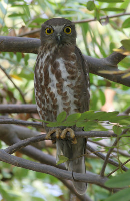 Brown hawk owl