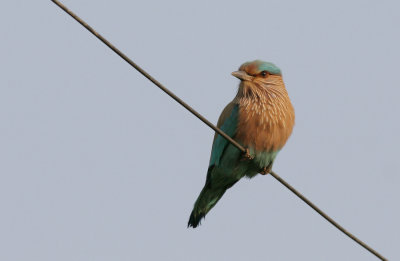 Indian roller