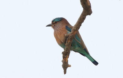 Indian roller