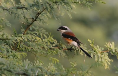 Bay backed shrike