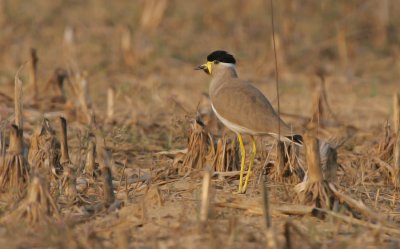 Yellow wattled lapwing