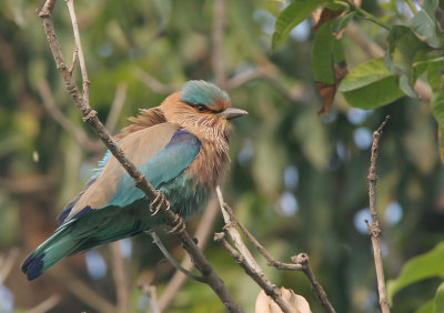 Indian roller