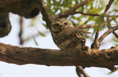 spotted owlet