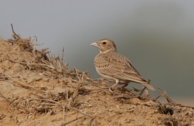 Ashy crowned bush lark